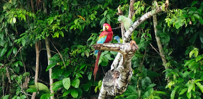 Red-and-green Macaw, Blue-headed and Mealy parrot trio