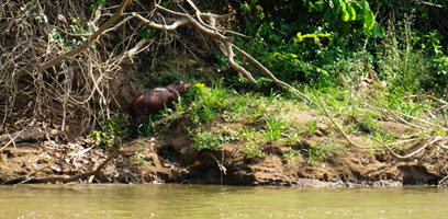 Capybara on the Las Piedras River