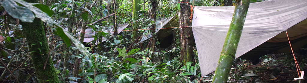 Hammock camp in primary forest