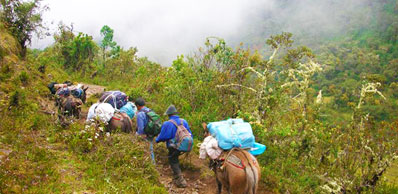 Salkantay Trek Mulateer and Mules