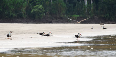 Black Skimmers Beach