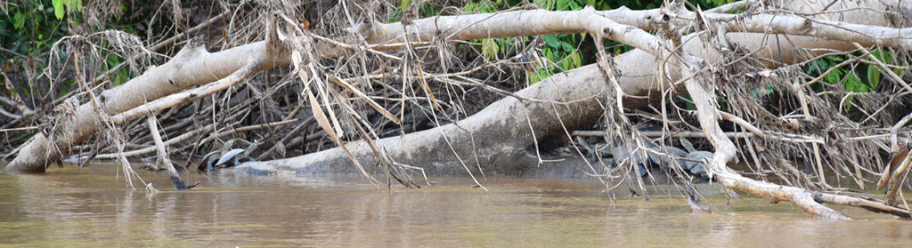 Taricaya Turtles stacked on a log - Madre de Dios River
